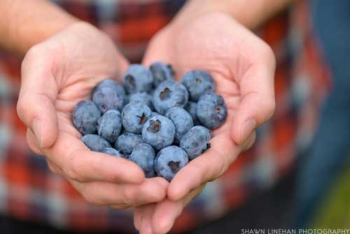 2019_Twin_River_blueberries_0167