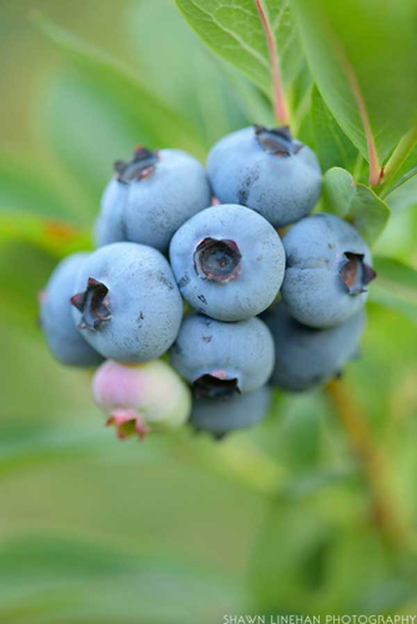 2019_Twin_River_blueberries_0244