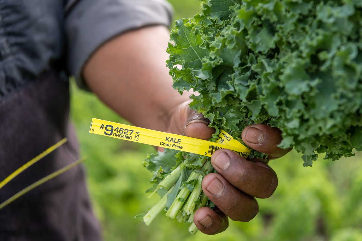 2020_organic-kale-_photo-by-Shawn-Linehan